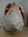 sea Ã¢â¬â¹Ã¢â¬â¹shells with carved images